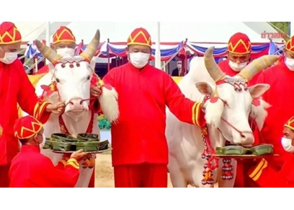 2023–05-17 2023年泰国春耕节仪式上神牛第一口吃了什么？